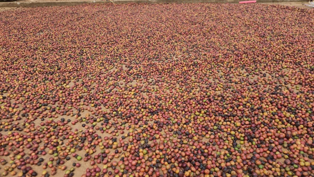 Coffee cherries drying across a processing area
